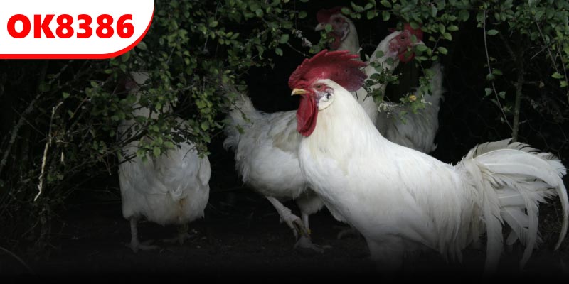 Quy tắc xác định thắng thua