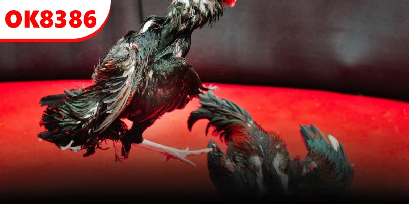 Cơ chế của thắng - thua