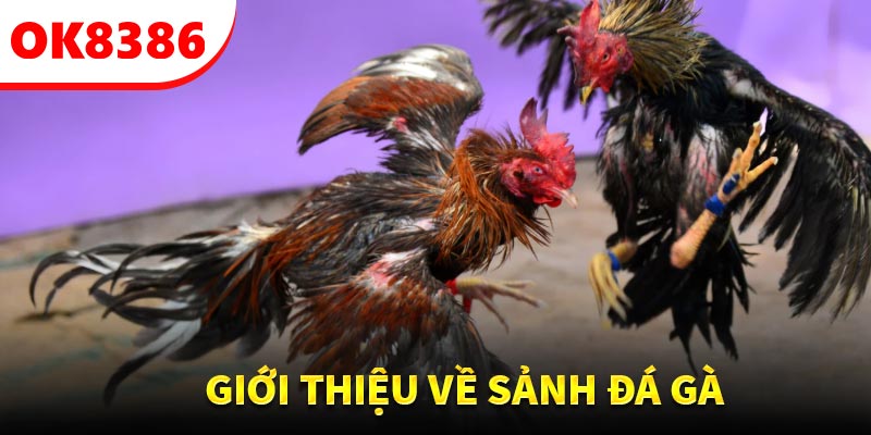 Tổng quan về sảnh đá gà tại OK8386